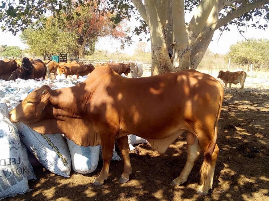 A cow standing in front of a tree, beside bags of animal feed.